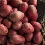 patate rosse