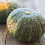 zucca