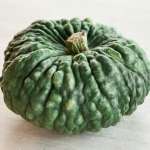 zucca Marina di Chioggia