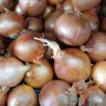 cipolla dorata